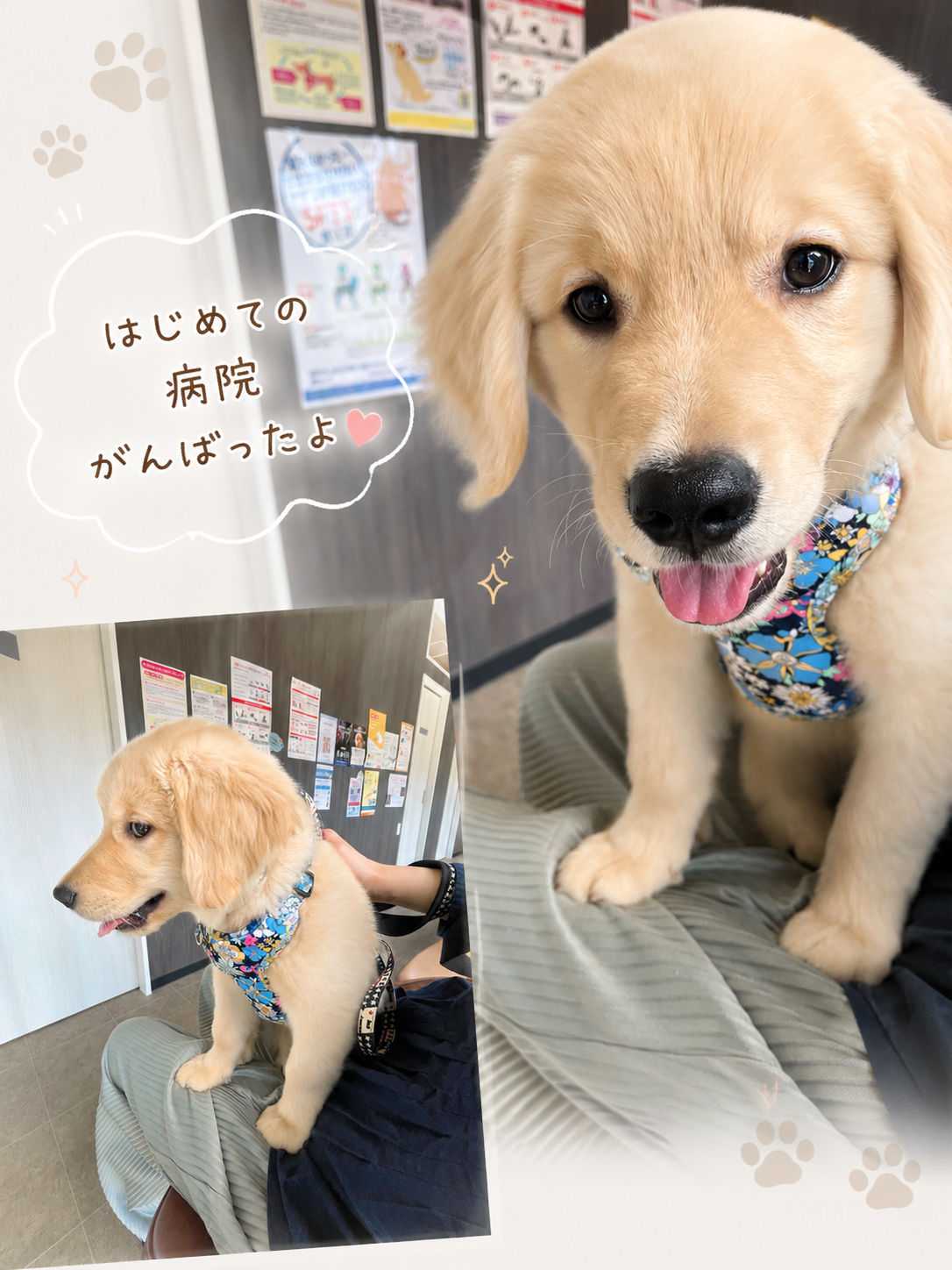 はじめての病院に行ったゴールデン