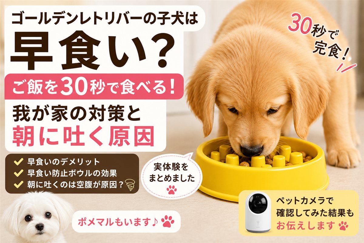 ゴールデンの子犬はどうしてこんなに食べるの？早食い・吐き戻しで気づいたこと