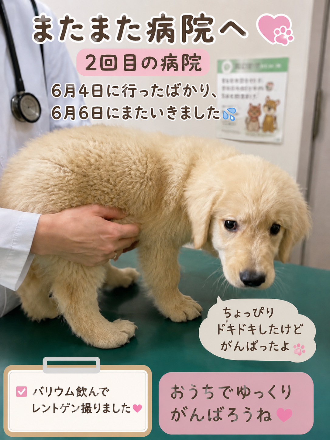 2回目の動物病院