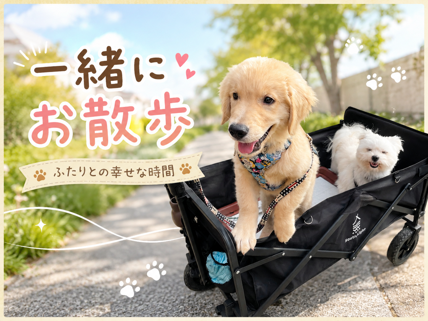 先住犬との初対面・一緒にお散歩