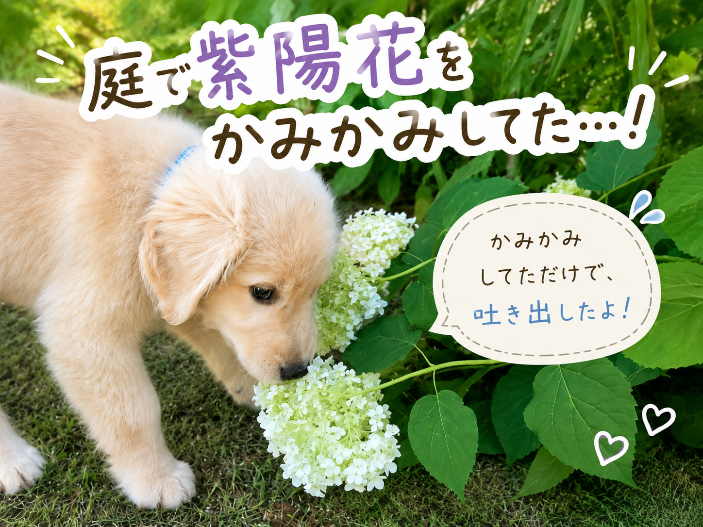 アジサイを食べてしまったゴールデン