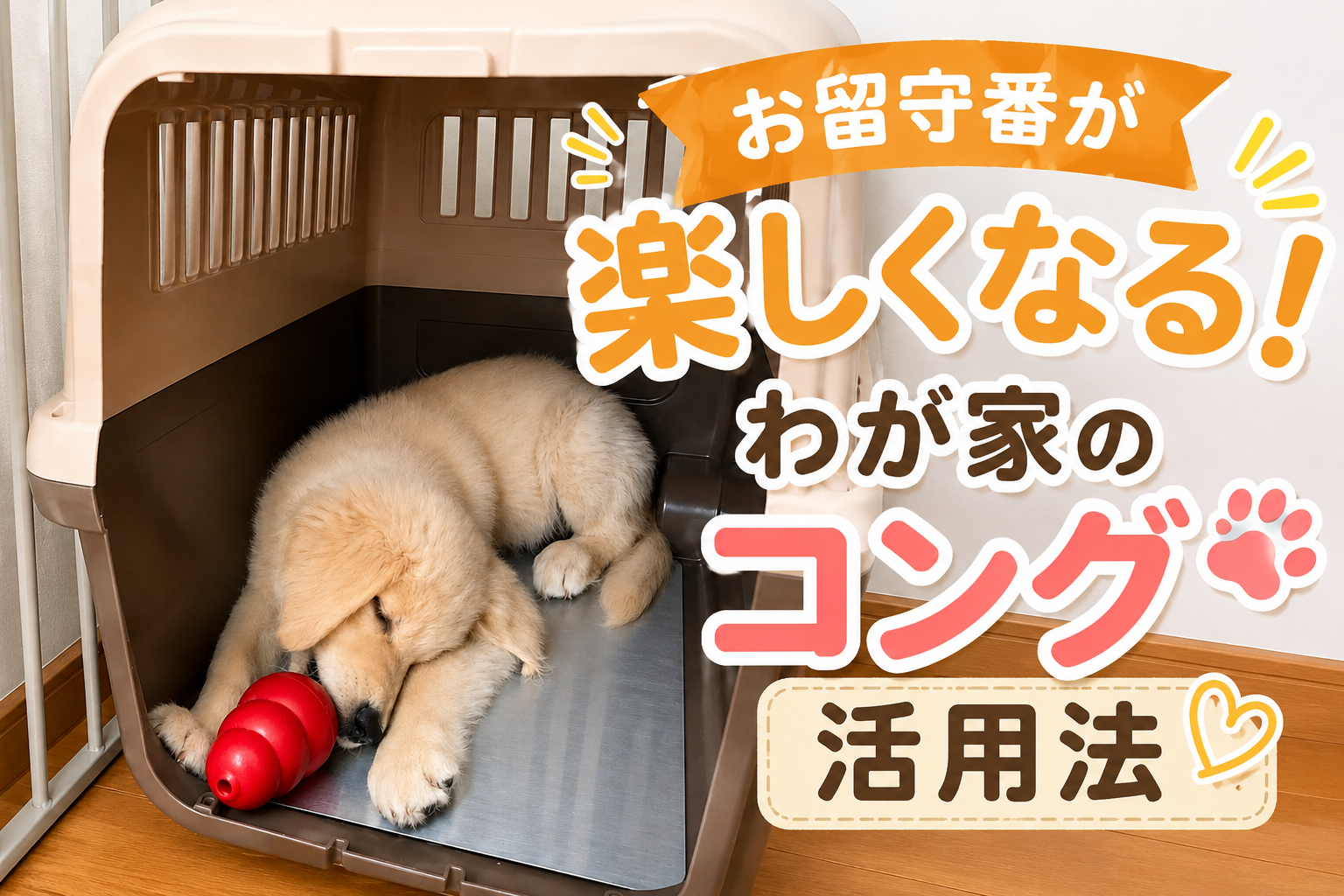 お留守番が楽しくなる！わが家のコング活用法（クレートの中で赤いコングと眠るゴールデンの仔犬）