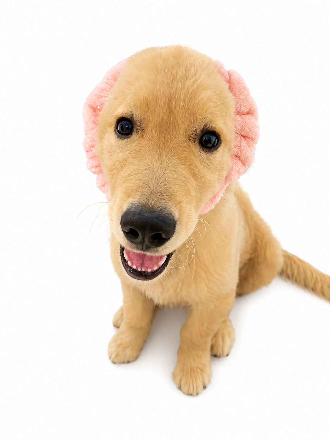 ヘアバンドをつけた仔犬のゴールデン・レトリバー