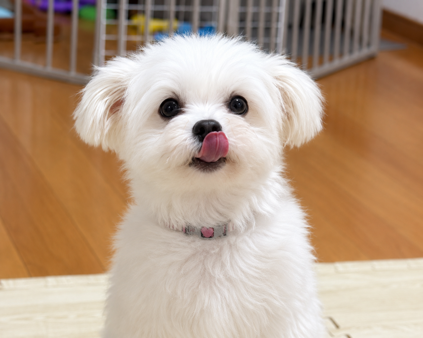 先住犬のポメマル