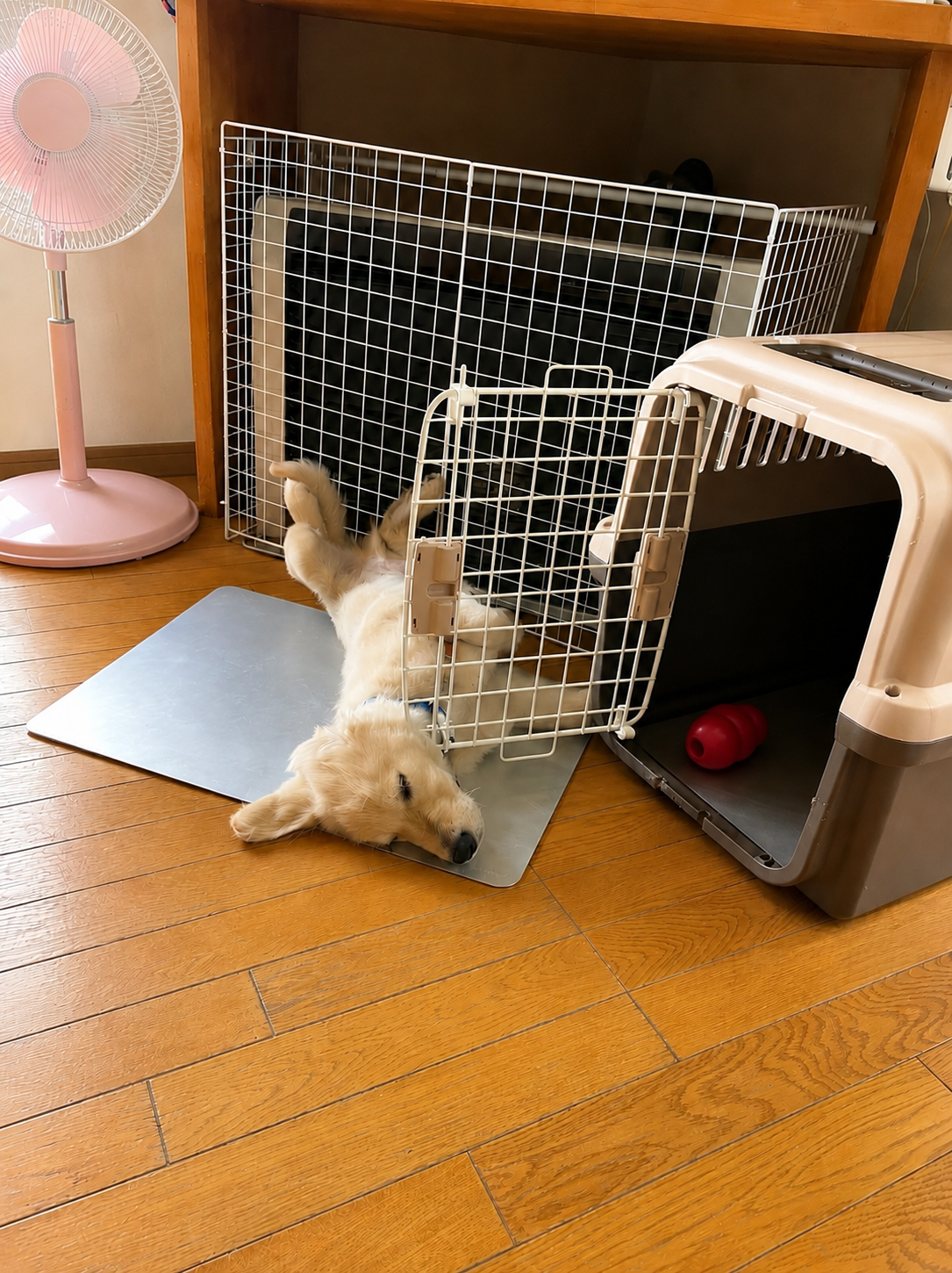 帰宅したらクレートから半分はみ出して眠っていたゴールデンの仔犬