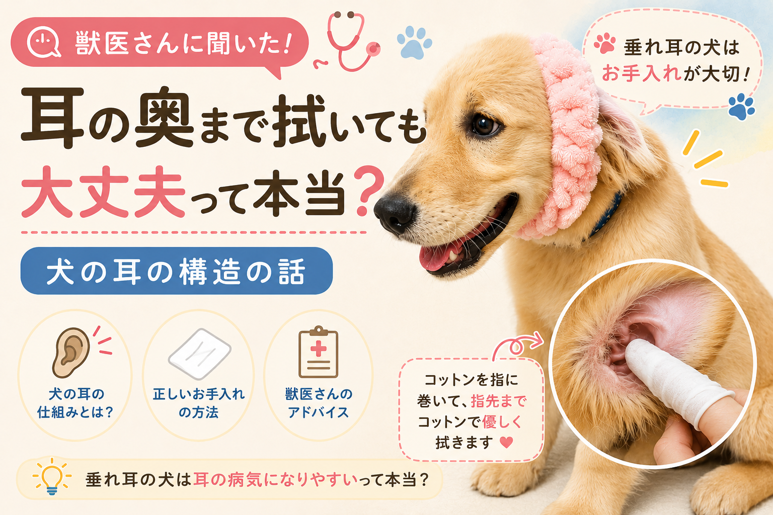 獣医さんに聞いた！耳の奥まで拭いても大丈夫って本当？犬の耳の構造の話